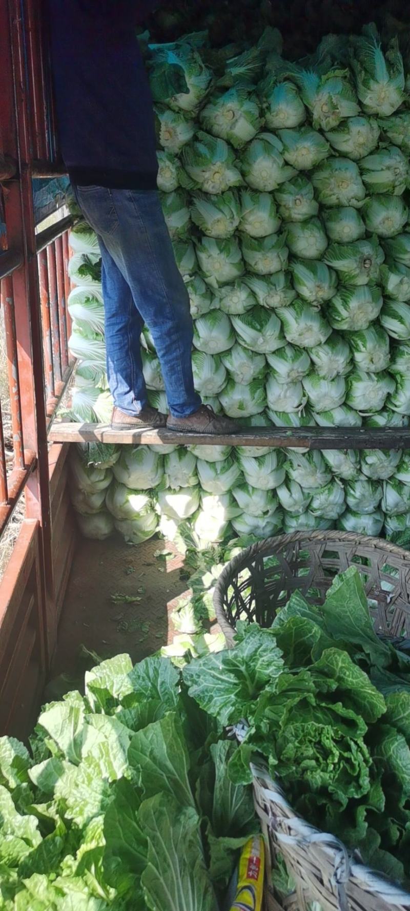 黄心大白菜精品大理半毛菜4—5斤物美价廉欢迎咨询