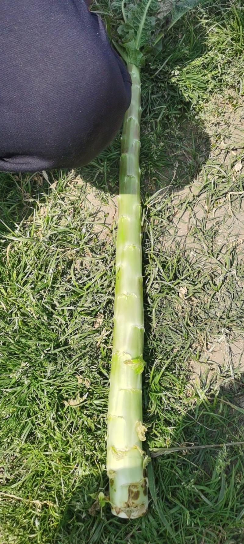 大理红叶光杆精品莴笋不空心绿皮绿肉量大从优质量保证