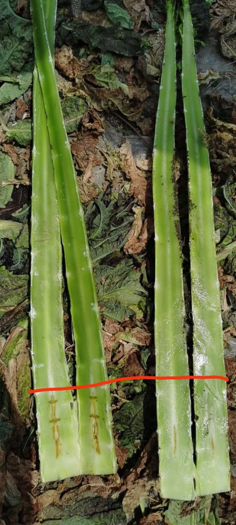大理红叶光杆精品莴笋不空心绿皮绿肉量大从优质量保证