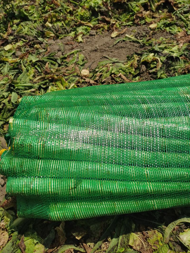 大理红叶光杆精品莴笋不空心绿皮绿肉量大从优质量保证