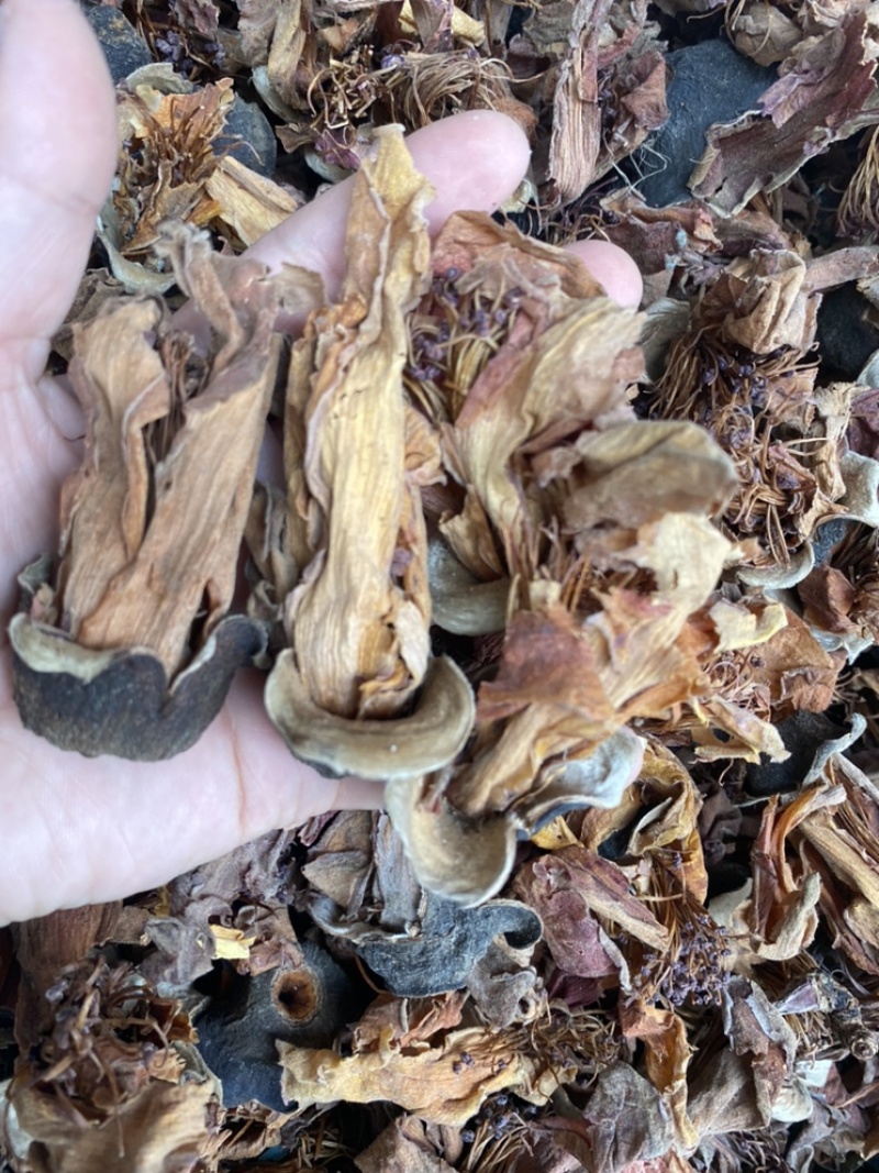 木棉花攀枝花干品木棉花