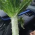 大理精品莴笋，不开花，不空心，不密结巴，可视频看货