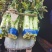 大理精品莴笋，不开花，不空心，不密结巴，可视频看货