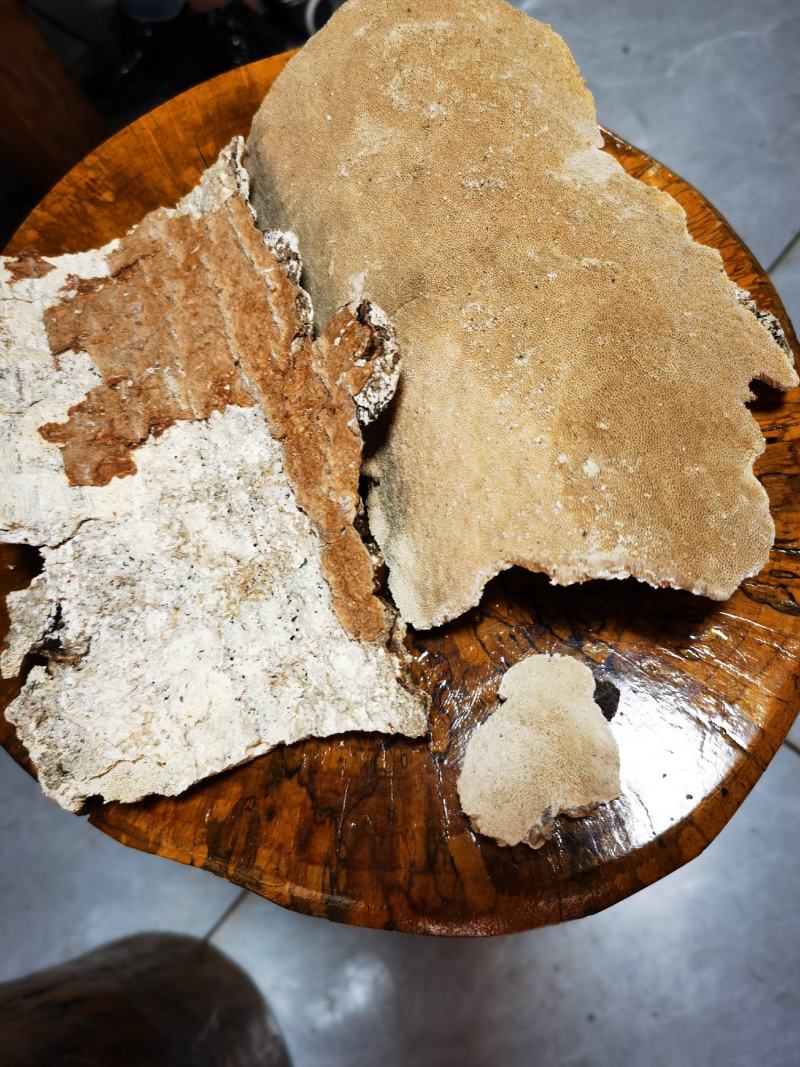 包邮白耙齿菌.纯野生新货，长白山2021新货