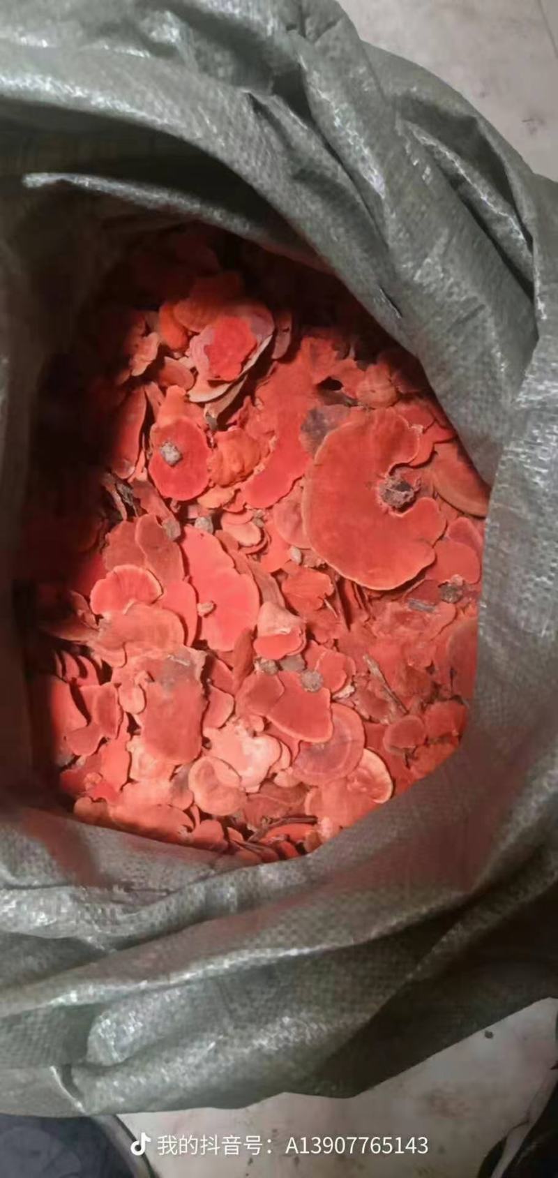 包邮-内地牛樟芝2021高品质新货-保证全干正品