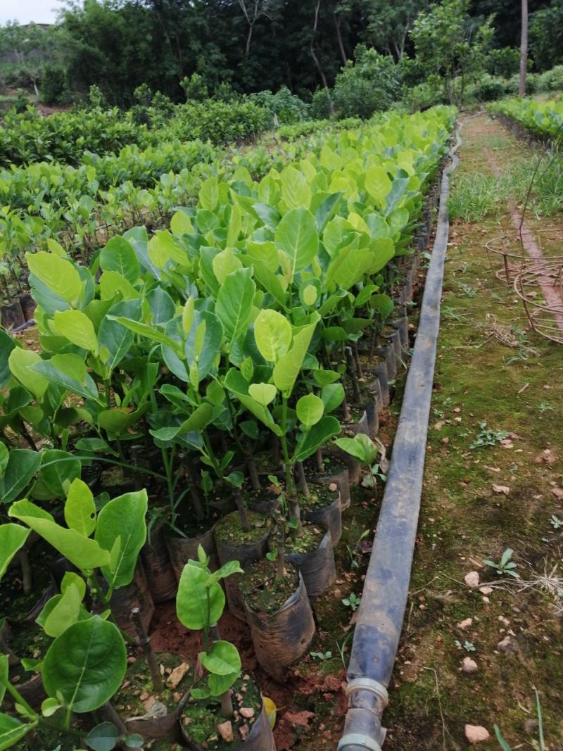 菠萝蜜苗马来西亚一号高产收益快