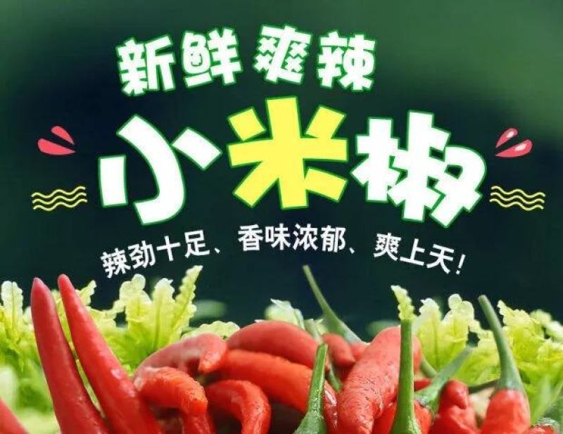 大量供应基地直发广西新苗朝椒天椒红辣椒价格低