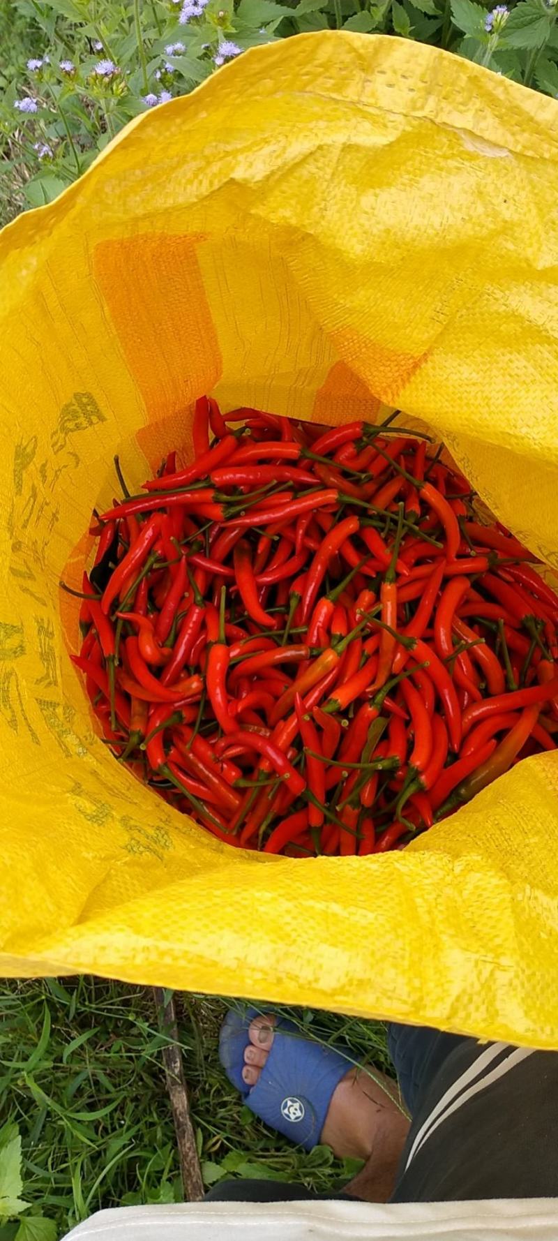 大量供应基地直发广西新苗朝椒天椒红辣椒价格低