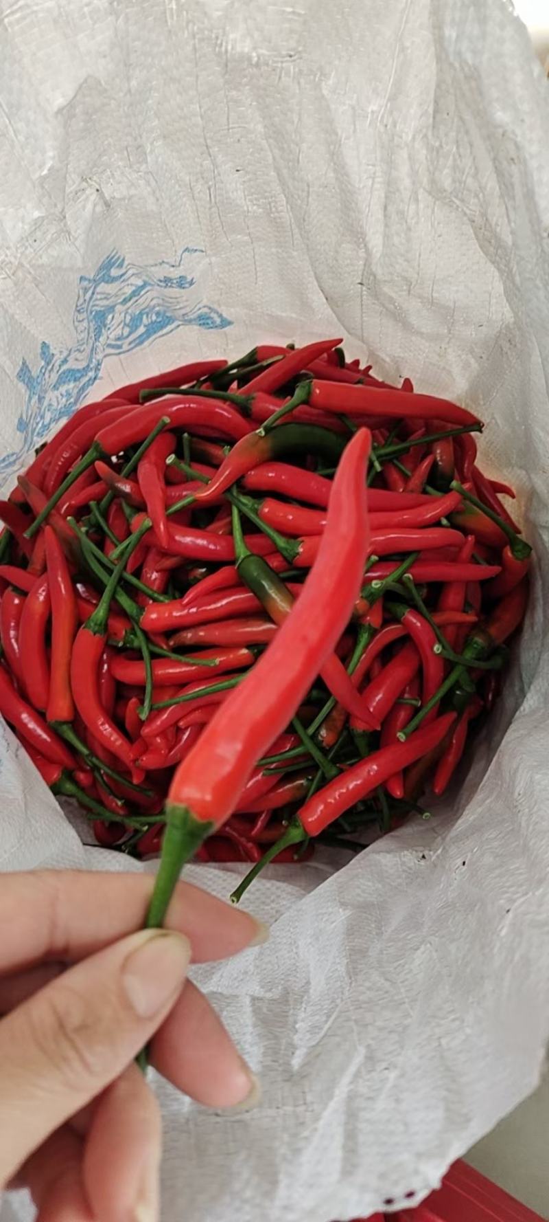 大量供应基地直发广西新苗朝椒天椒红辣椒价格低