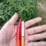 大量供应基地直发广西新苗朝椒天椒红辣椒价格低