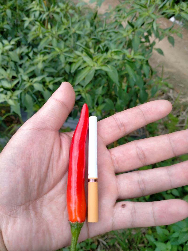 大量供应基地直发广西新苗朝椒天椒红辣椒价格低