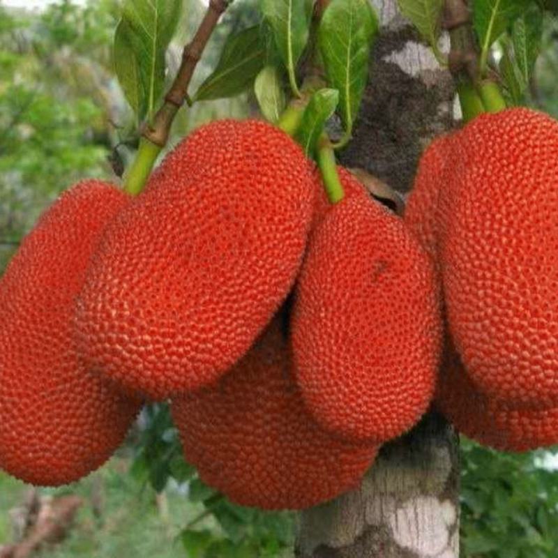 菠萝蜜树苗新品种泰国红皮黄肉菠萝蜜嫁接苗耐寒品种南北方种