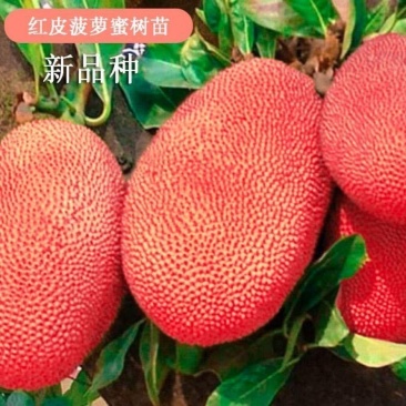 菠萝蜜树苗新品种泰国红皮黄肉菠萝蜜嫁接苗耐寒品种南北方种