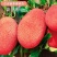 菠萝蜜树苗新品种泰国红皮黄肉菠萝蜜嫁接苗耐寒品种南北方种