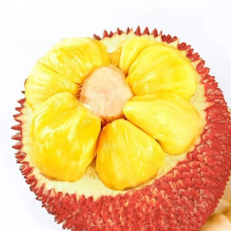 菠萝蜜树苗新品种泰国红皮黄肉菠萝蜜嫁接苗耐寒品种南北方种