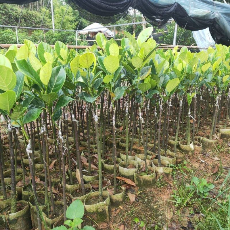 菠萝蜜树苗新品种泰国红皮黄肉菠萝蜜嫁接苗耐寒品种南北方种