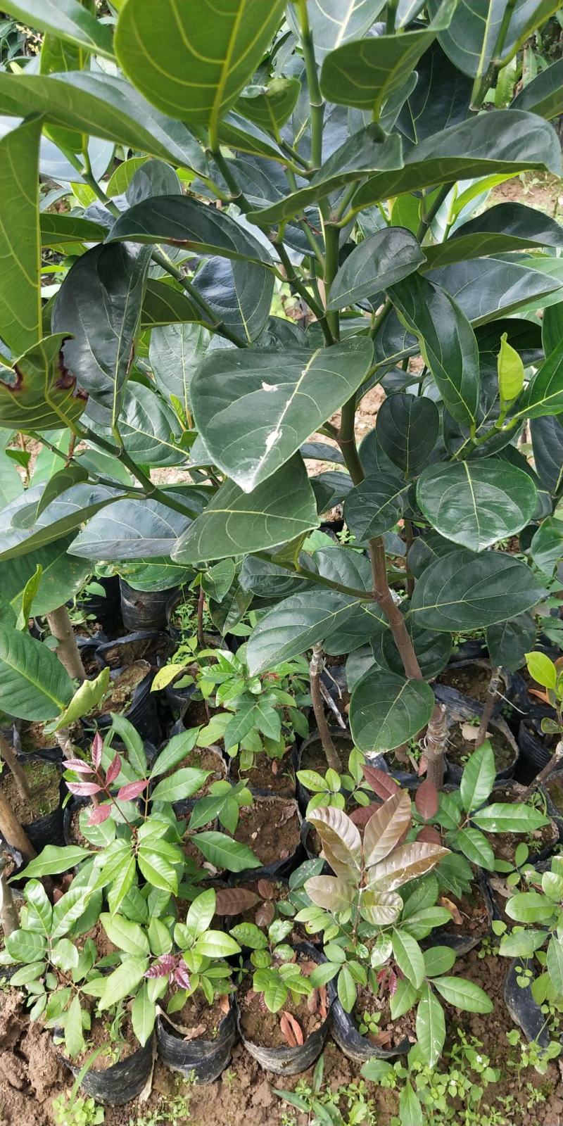 菠萝蜜树苗新品种泰国红皮黄肉菠萝蜜嫁接苗耐寒品种南北方种