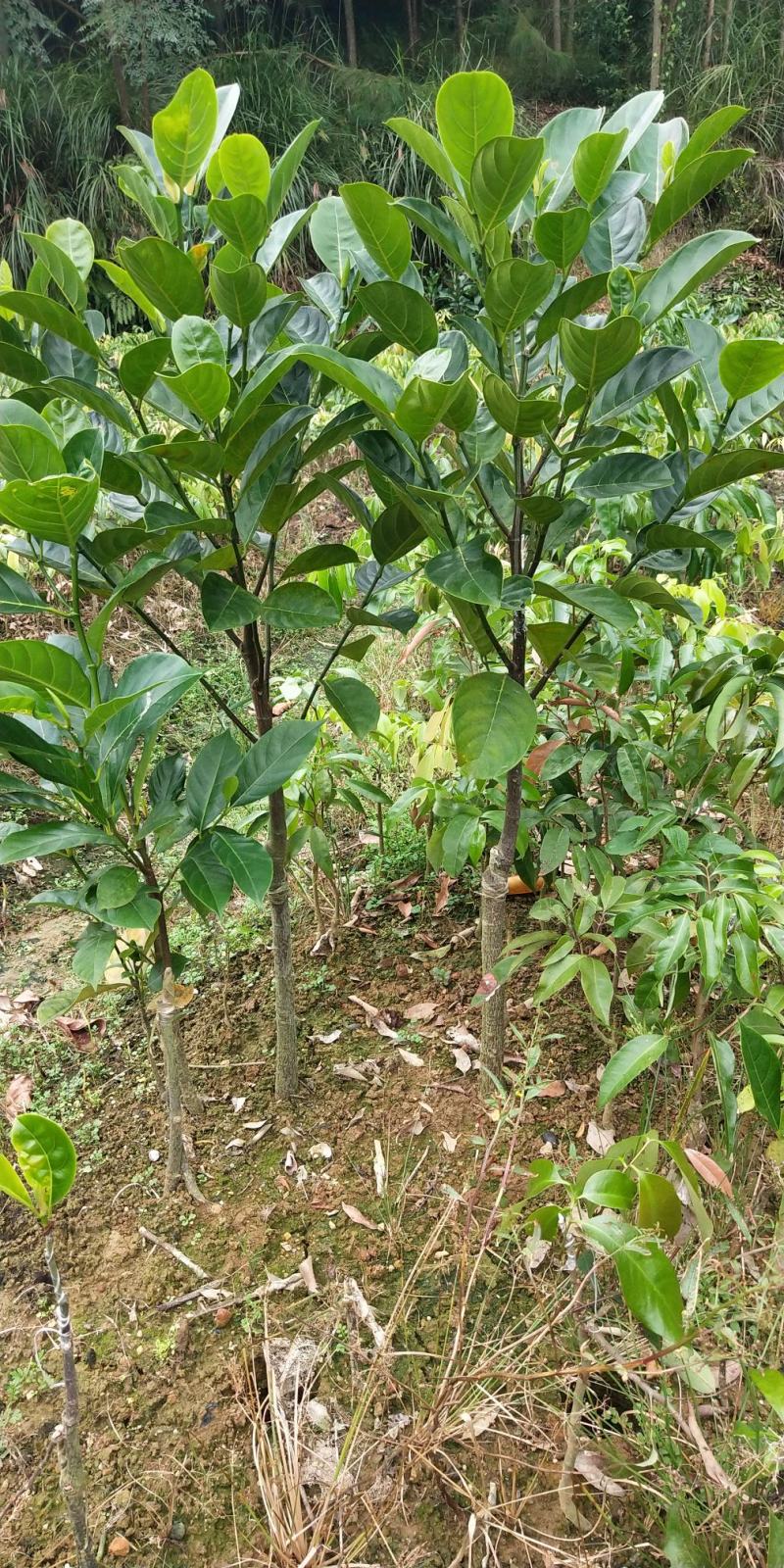 菠萝蜜树苗新品种泰国红皮黄肉菠萝蜜嫁接苗耐寒品种南北方种