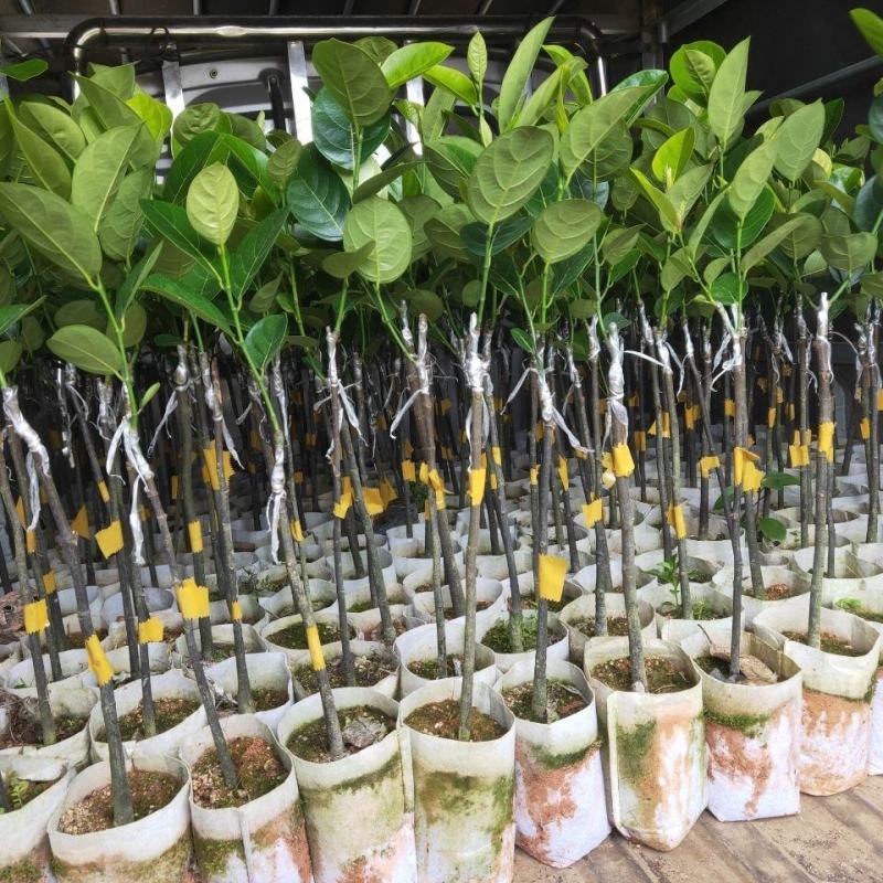 菠萝蜜树苗新品种泰国红皮黄肉菠萝蜜嫁接苗耐寒品种南北方种