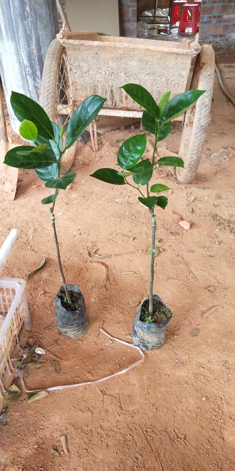 菠萝蜜树苗新品种泰国红皮黄肉菠萝蜜嫁接苗耐寒品种南北方种