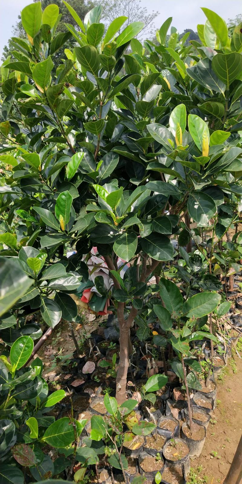 菠萝蜜树苗新品种泰国红皮黄肉菠萝蜜嫁接苗耐寒品种南北方种