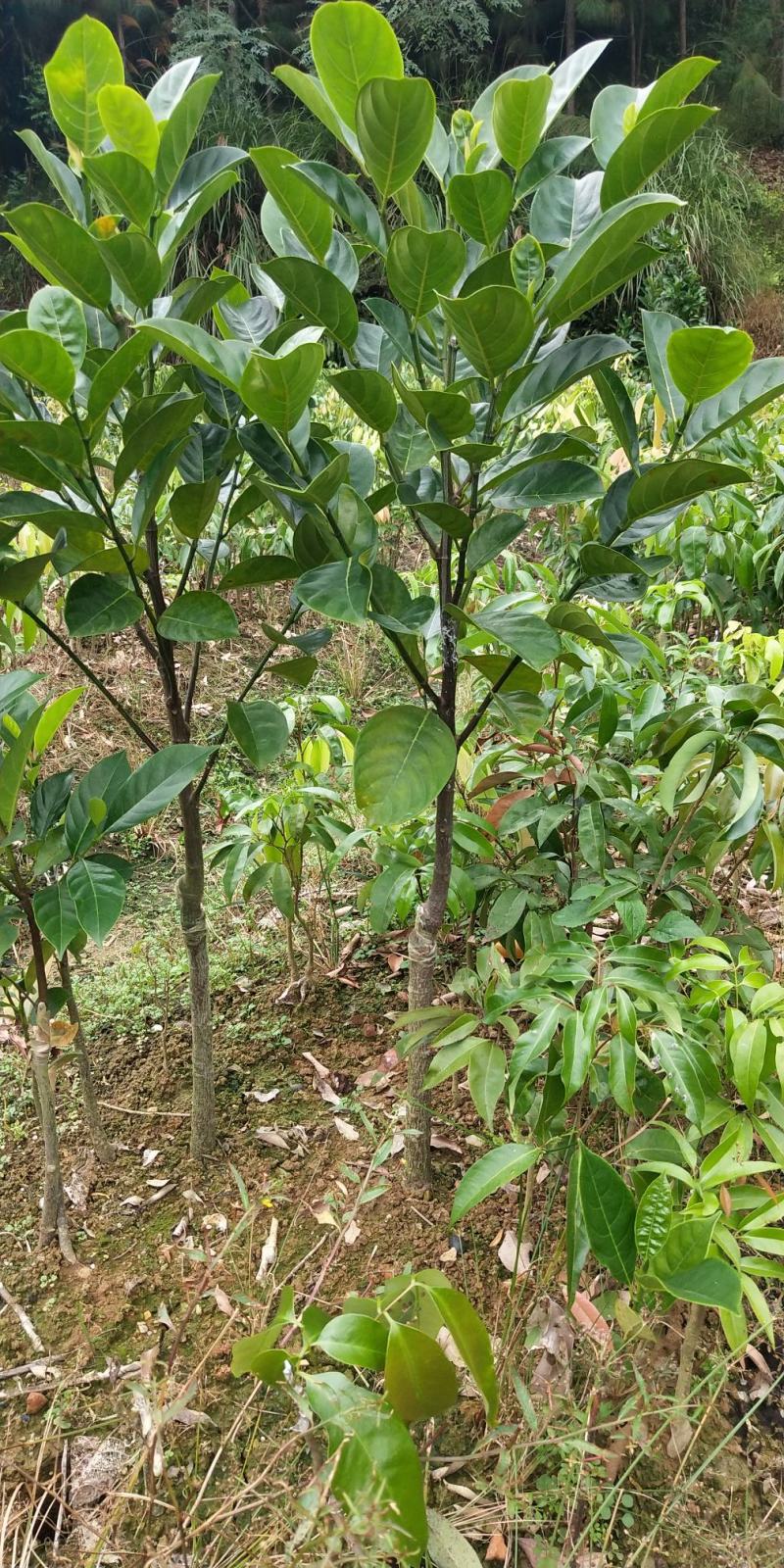 菠萝蜜树苗新品种泰国红皮黄肉菠萝蜜嫁接苗耐寒品种南北方种