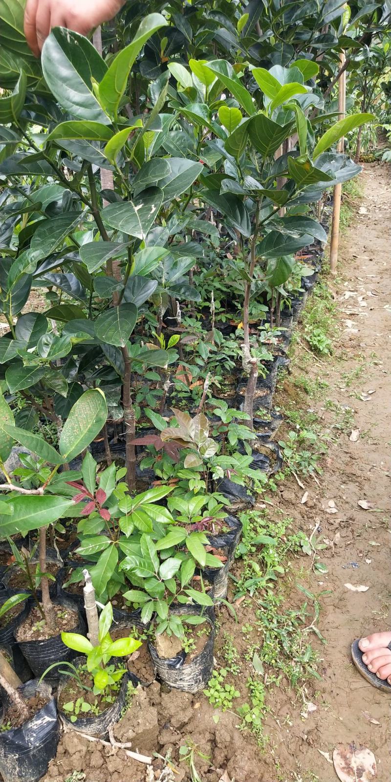 菠萝蜜树苗新品种泰国红皮黄肉菠萝蜜嫁接苗耐寒品种南北方种