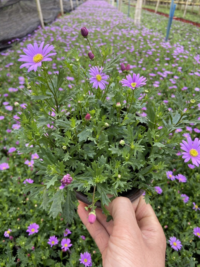 姬小菊140双色杯