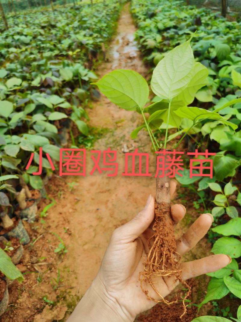 小圈鸡血藤苗、大血藤苗、百万现苗，一次种植反复收益