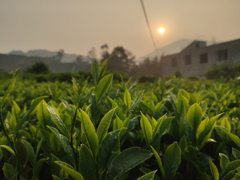 2021凤凰单枞茶新茶上市（炭焙蜜兰香）