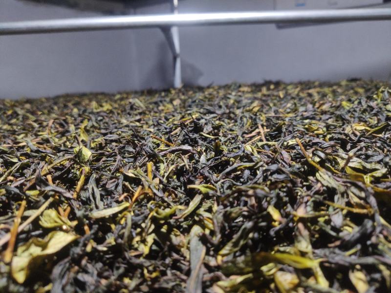 2021凤凰单枞茶新茶上市（炭焙蜜兰香）