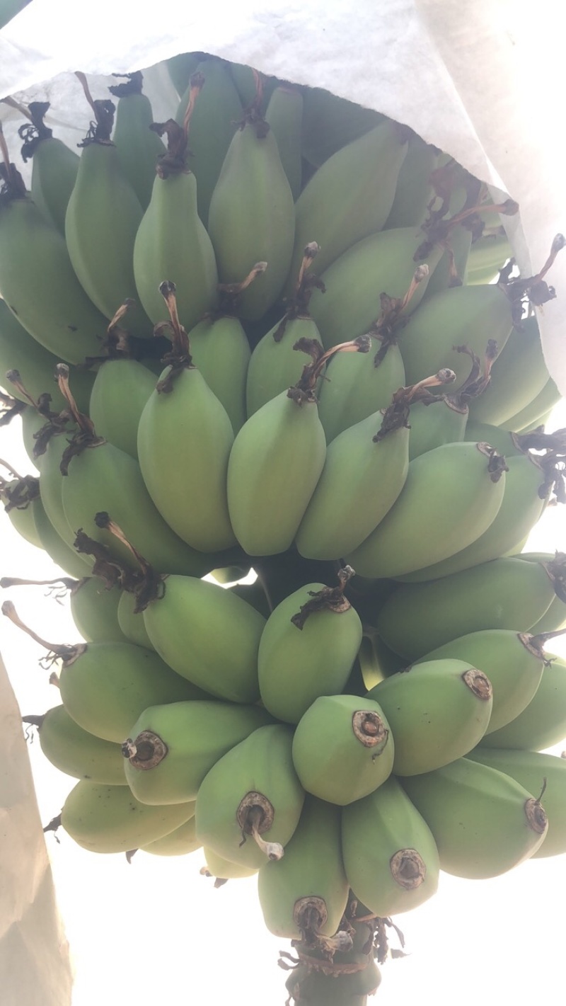 金苹果蕉