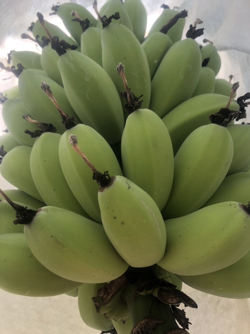 金苹果蕉