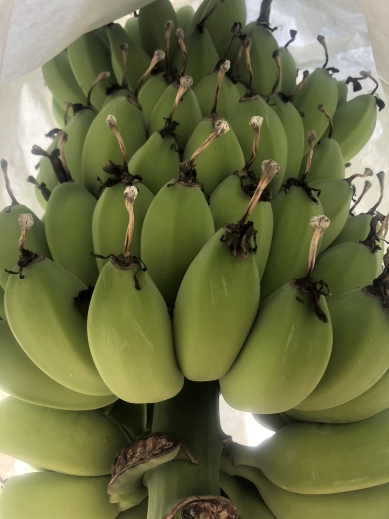 金苹果蕉