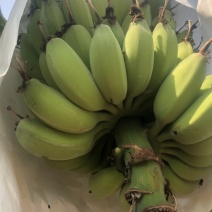 金苹果蕉