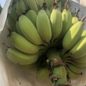 金苹果蕉