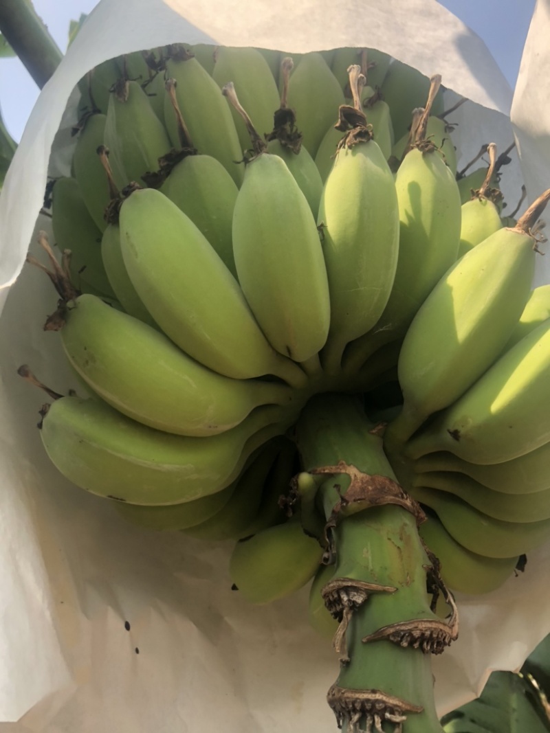 金苹果蕉