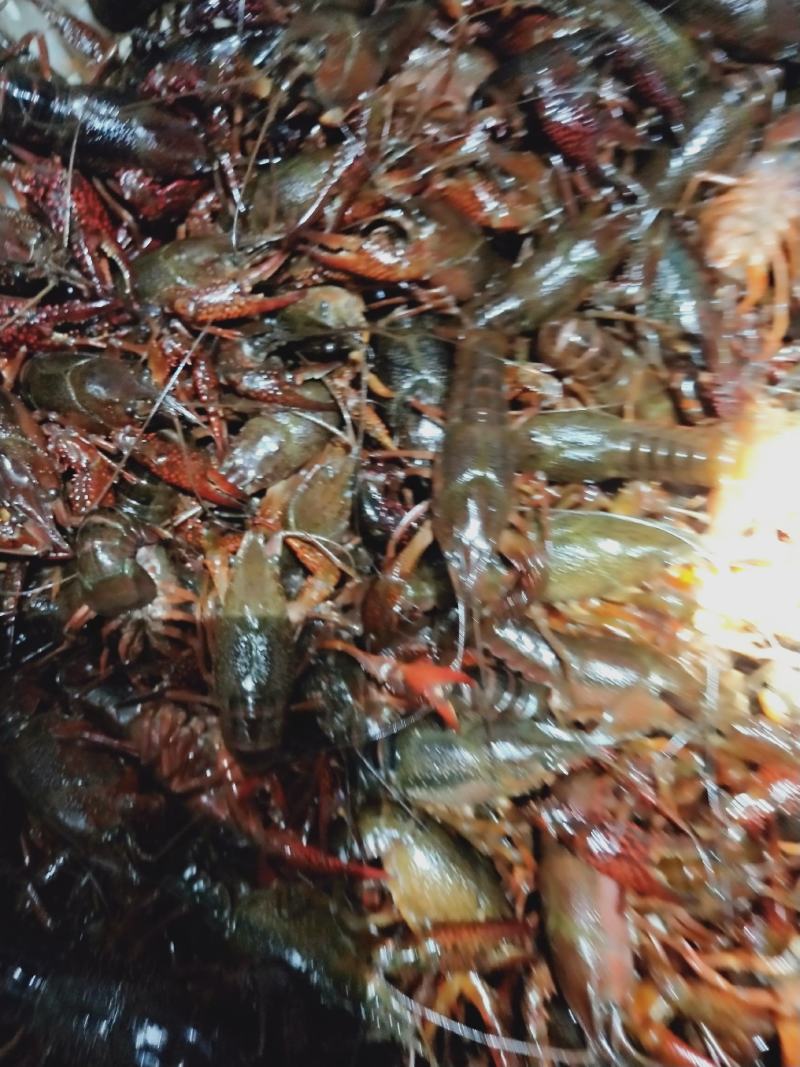 安徽省小龙虾**乡镇基地直发量大从优欢迎来电