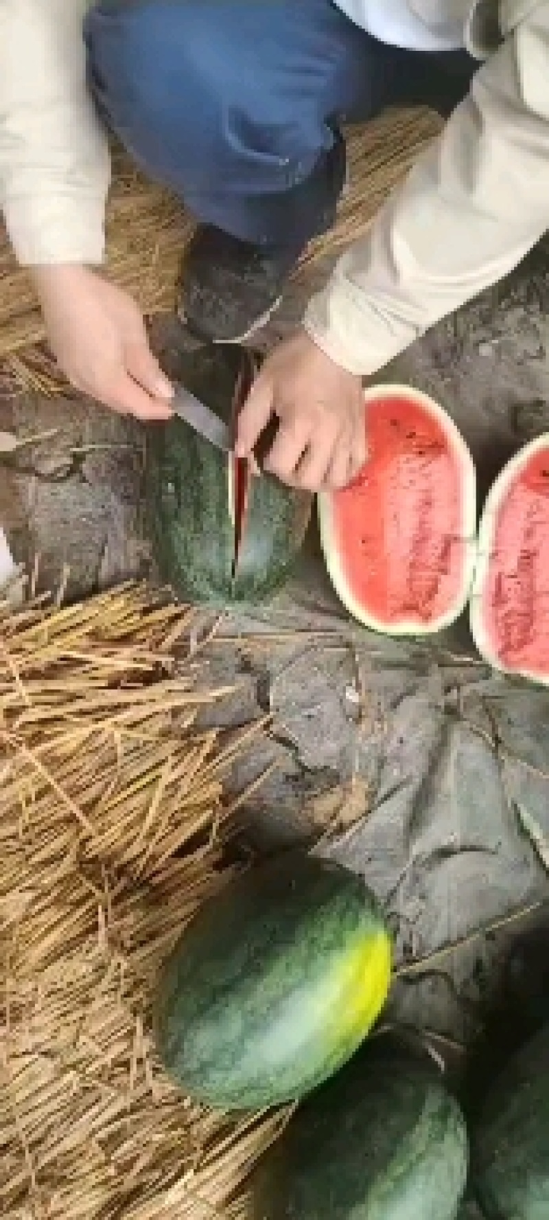 广西黑美人西瓜大量上市欢迎各位新老客户来电谈合作