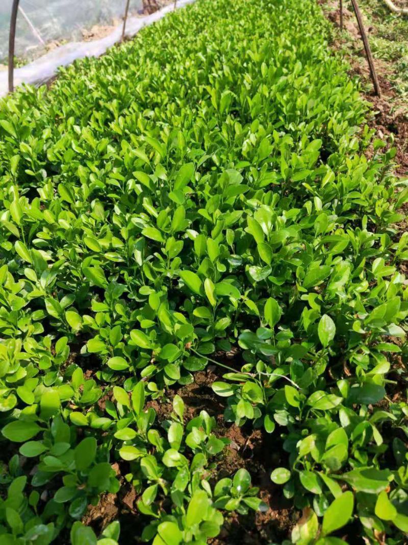 柠檬苗小籽柠檬，土柠檬红柠檬5cm以上