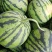 安徽砀山美都西瓜大量上市大棚种植8成熟头茬西瓜
