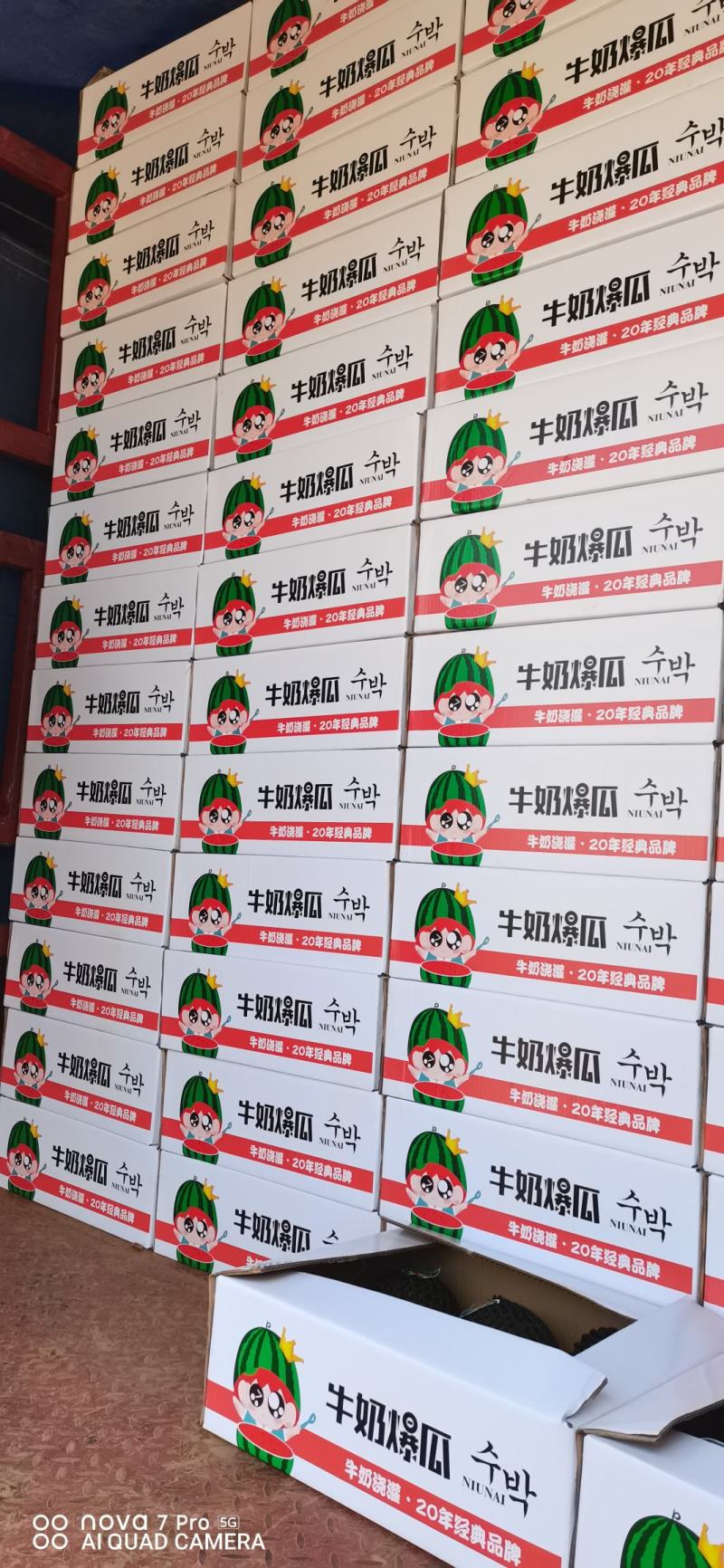 安徽砀山美都西瓜大量上市大棚种植8成熟头茬西瓜