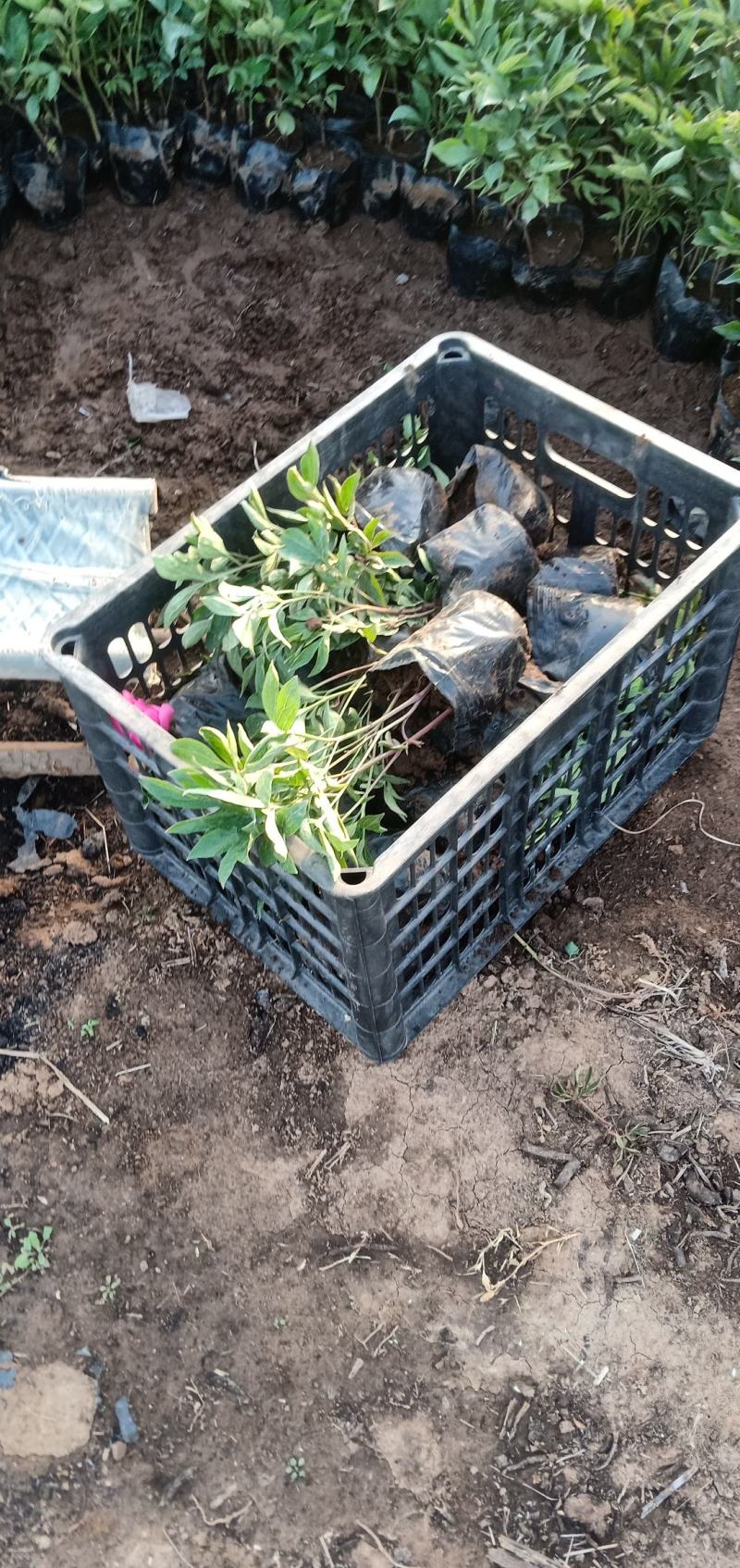 精品芍药大量上市，基地直发直销欢迎各位老板致电洽谈！