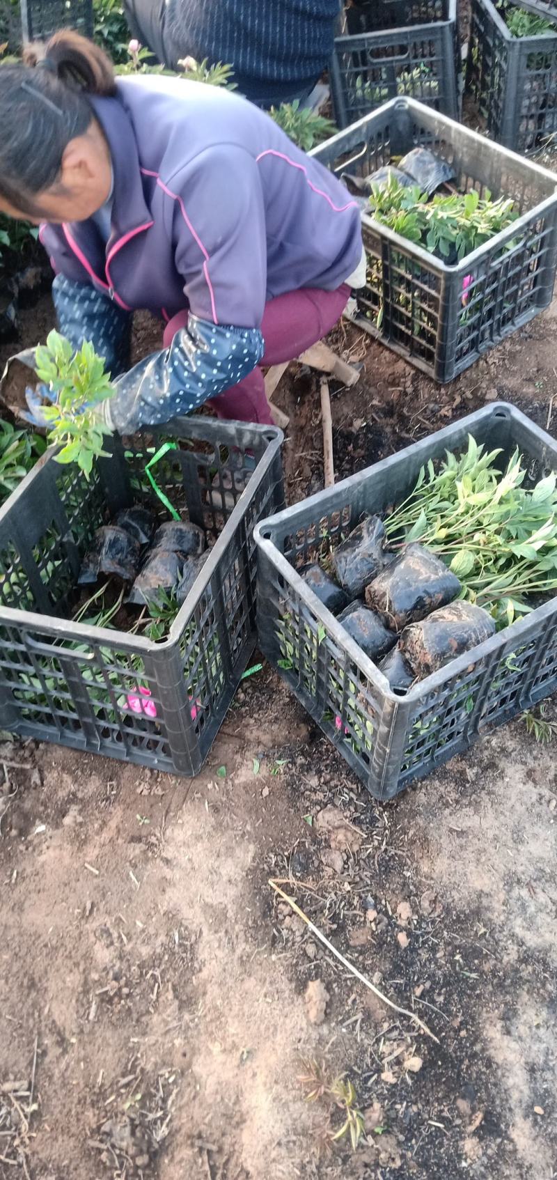 精品芍药大量上市，基地直发直销欢迎各位老板致电洽谈！