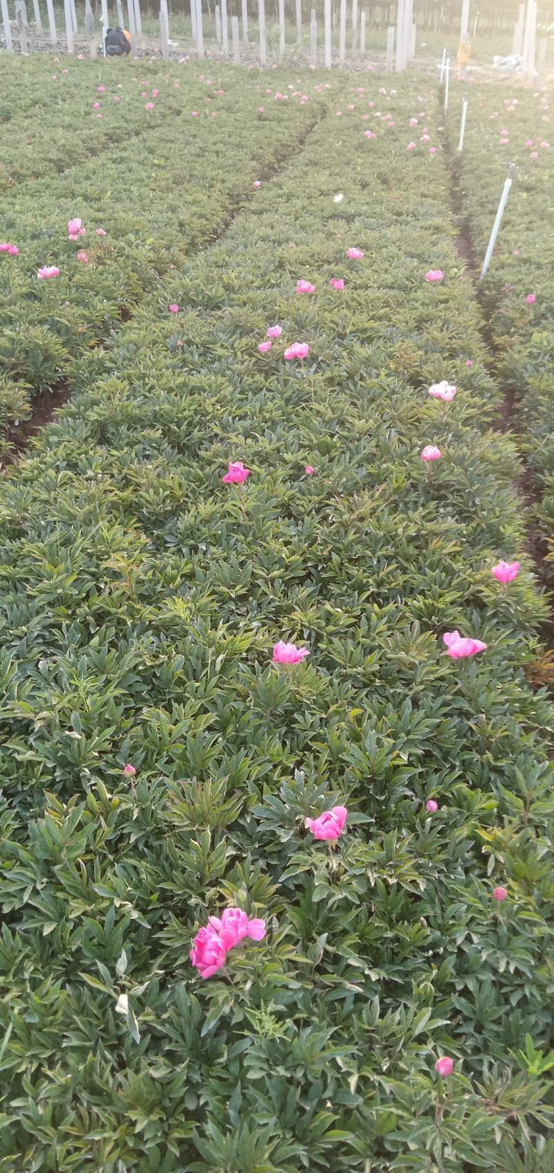 精品芍药大量上市，基地直发直销欢迎各位老板致电洽谈！