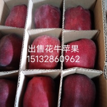 花牛苹果蛇果，甘肃天水花牛苹果70/75蛇果
