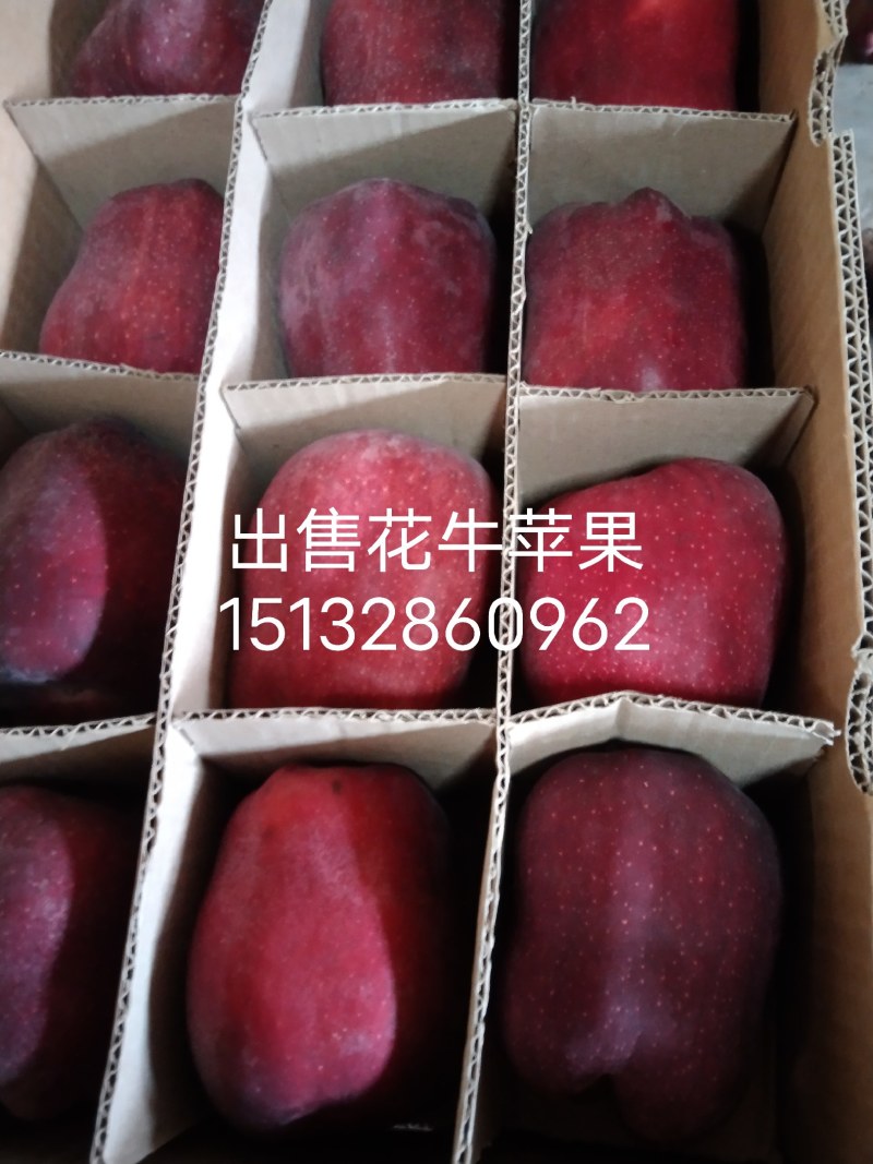 花牛苹果蛇果，甘肃天水花牛苹果70/75蛇果