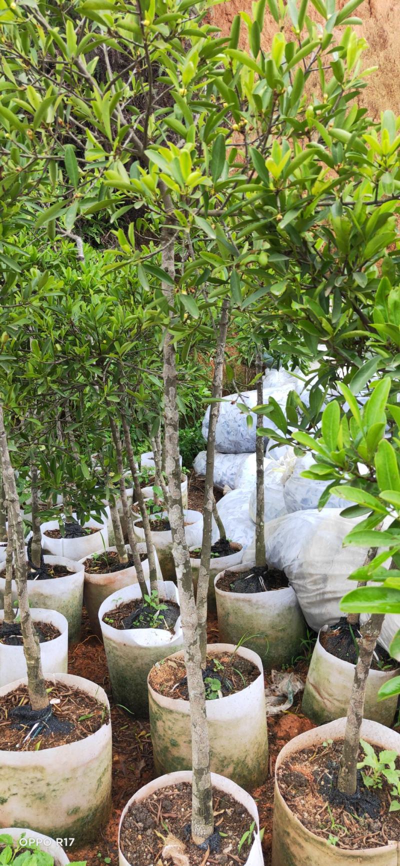 包邮靓品【广西灵山县黄金山竹苗嫁接苗】/直销产品