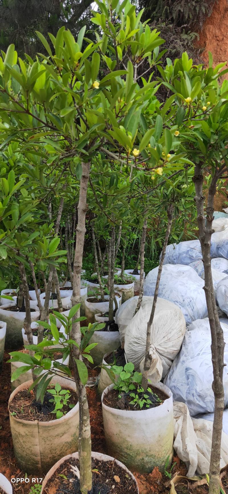 包邮靓品【广西灵山县黄金山竹苗嫁接苗】/直销产品