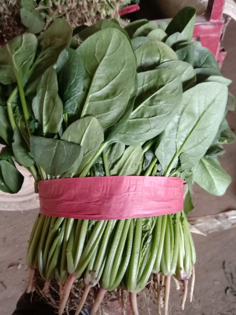 【菠菜】河北精品菠菜产地直销质量保证专业打包，装车，